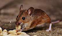 24 Hour & Emergency Exterminators in Horse Shoe Run, WV